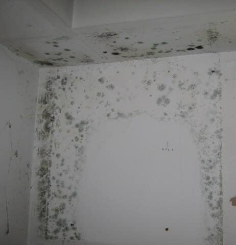 Bathroom Mold Remediation Services in Albany, NY