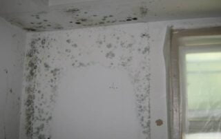 Bathroom Mold Remediation Services in Albany, NY