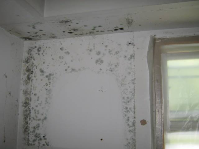 bathroom mold requiring home restoration professionals