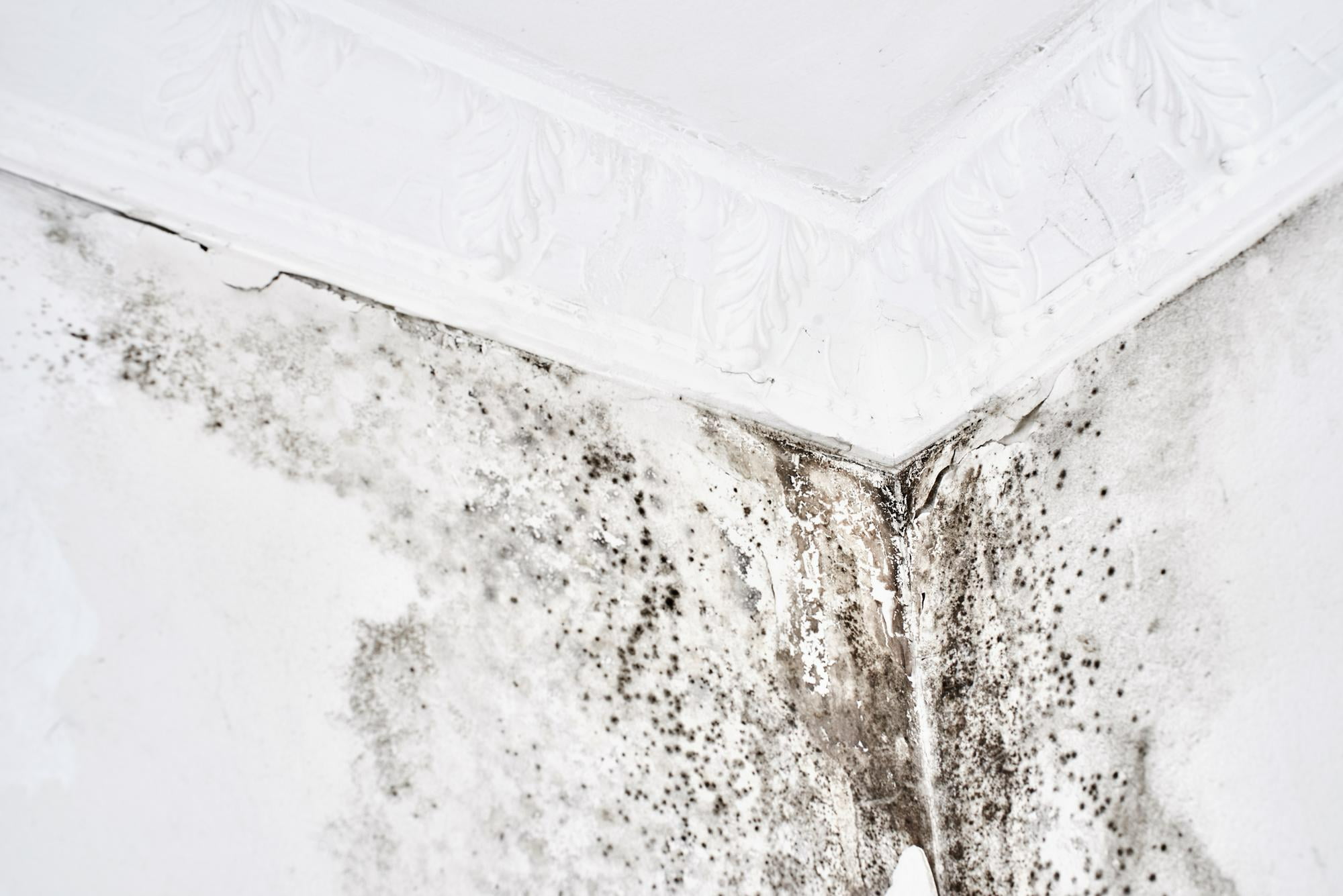 mold exposure shown in corner of wall and ceiling in home